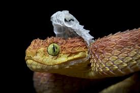 Snake shed skin Blank Meme Template