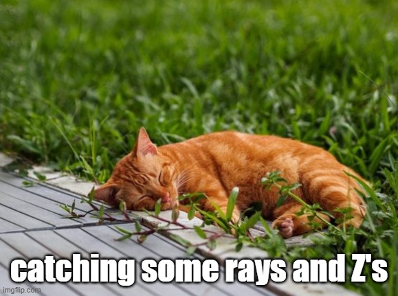 catching some rays and Z's | made w/ Imgflip meme maker