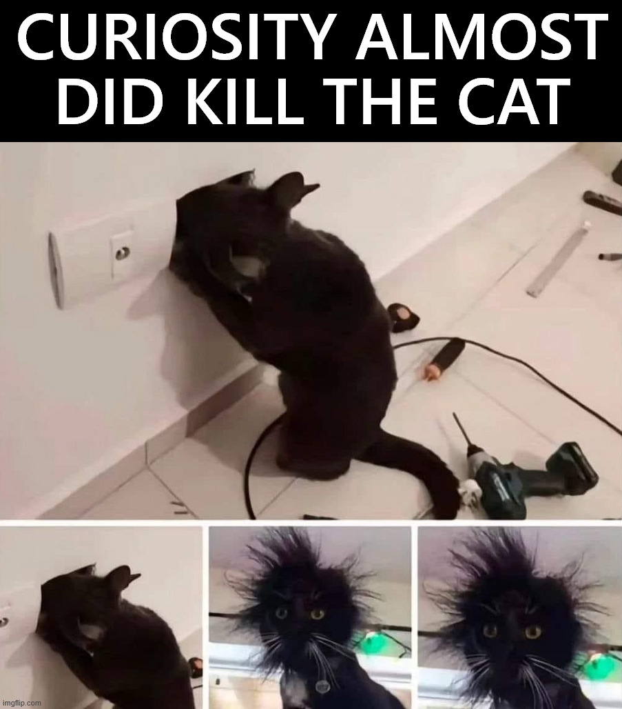 Cat curiosity | CURIOSITY ALMOST DID KILL THE CAT | image tagged in cats | made w/ Imgflip meme maker