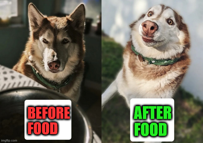 A different dog after eating | AFTER
FOOD; BEFORE
FOOD | image tagged in dogs | made w/ Imgflip meme maker
