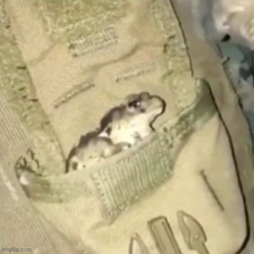 Tactical toad | image tagged in tactical toad | made w/ Imgflip meme maker