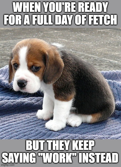 sad dog | WHEN YOU'RE READY FOR A FULL DAY OF FETCH; BUT THEY KEEP SAYING "WORK" INSTEAD | image tagged in sad dog | made w/ Imgflip meme maker