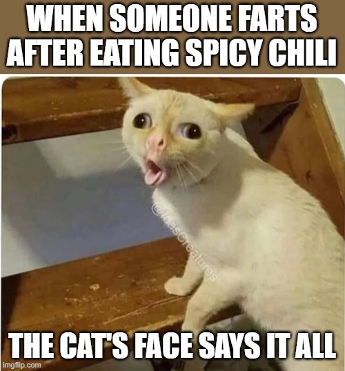 cat smells fart | WHEN SOMEONE FARTS AFTER EATING SPICY CHILI; THE CAT'S FACE SAYS IT ALL | image tagged in cat smells fart | made w/ Imgflip meme maker
