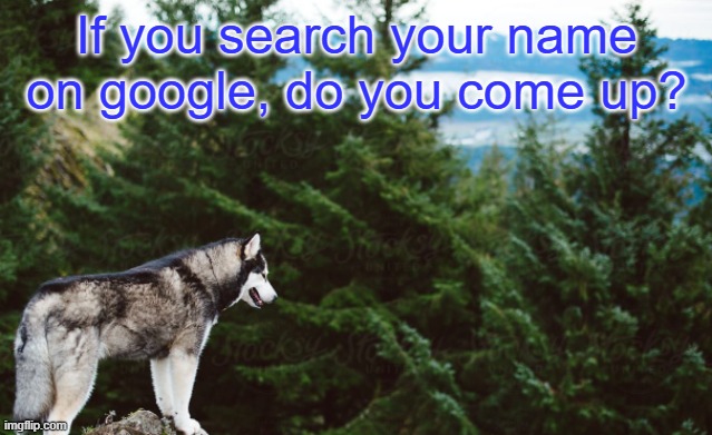 Husky | If you search your name on google, do you come up? | image tagged in husky | made w/ Imgflip meme maker