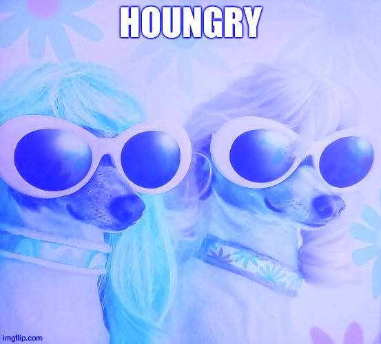 Groovy dawgs | HOUNGRY | image tagged in groovy dawgs | made w/ Imgflip meme maker