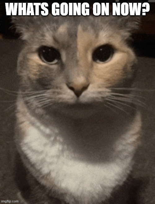 cat dead stare | WHATS GOING ON NOW? | image tagged in cat dead stare | made w/ Imgflip meme maker