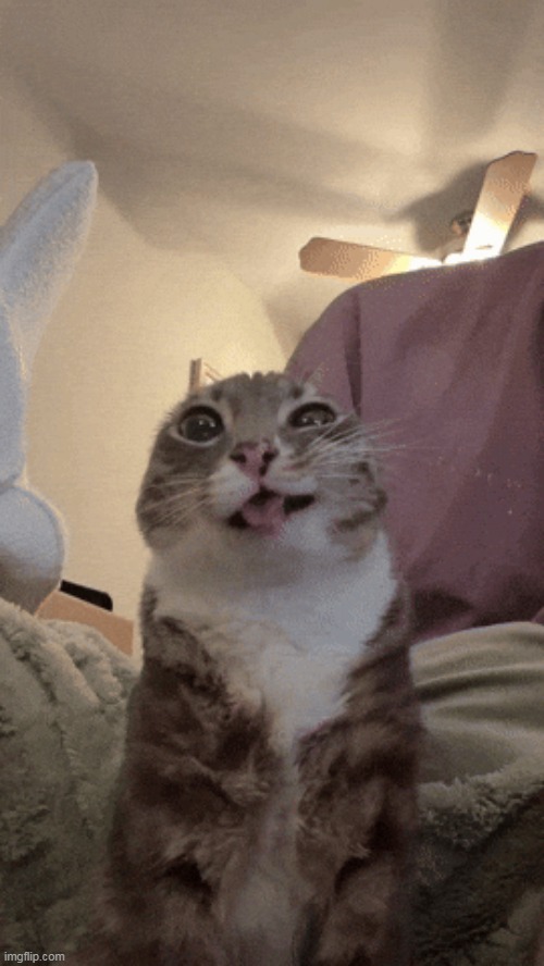 i wonder what this funny cat will do | made w/ Imgflip meme maker