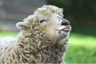 Sheep Blank Meme Template