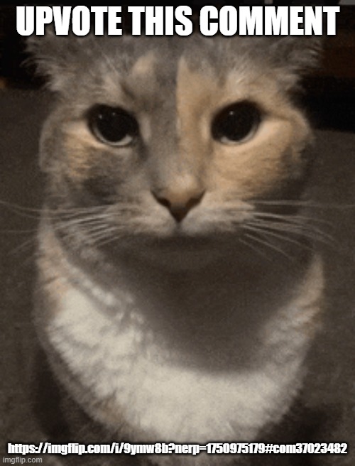 cat dead stare | UPVOTE THIS COMMENT; https://imgflip.com/i/9ymw8b?nerp=1750975179#com37023482 | image tagged in cat dead stare,sans of topic | made w/ Imgflip meme maker