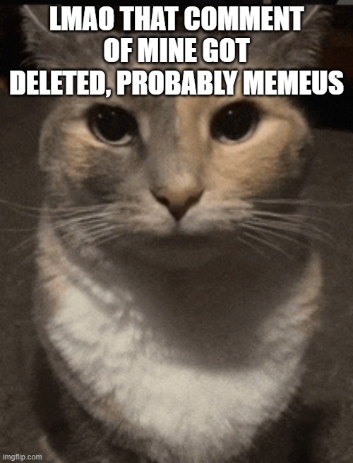 cat dead stare | LMAO THAT COMMENT OF MINE GOT DELETED, PROBABLY MEMEUS | image tagged in cat dead stare | made w/ Imgflip meme maker