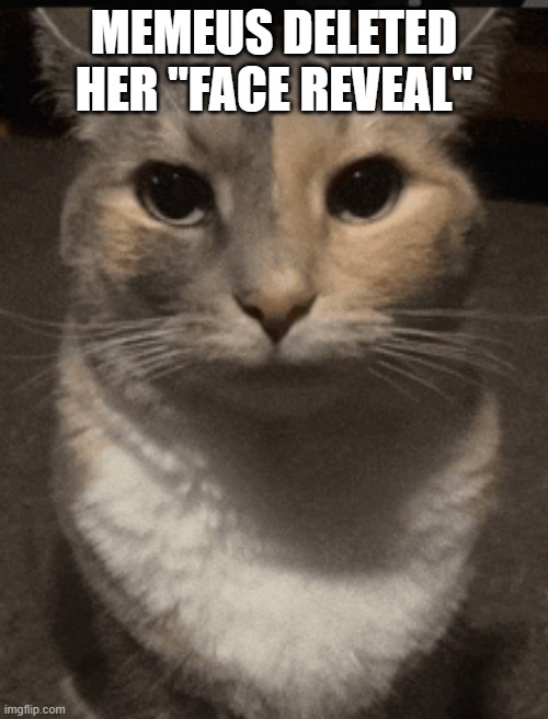 cat dead stare | MEMEUS DELETED HER "FACE REVEAL" | image tagged in cat dead stare | made w/ Imgflip meme maker