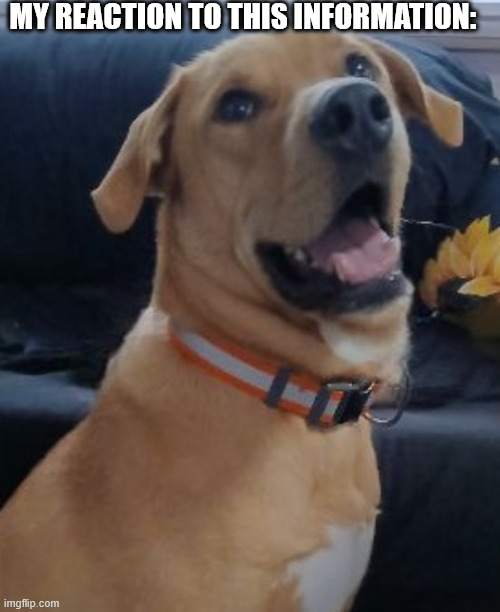 Rexxy tha Doggo's Reaction to this Information: | MY REACTION TO THIS INFORMATION: | image tagged in pets,dogs,funny dog | made w/ Imgflip meme maker