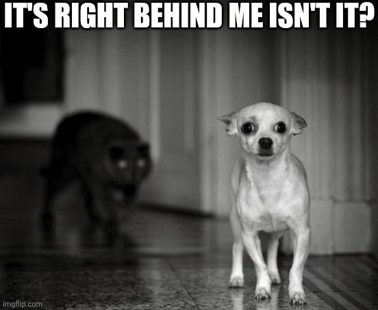 It's Right Behind Me Isn't It? | IT'S RIGHT BEHIND ME ISN'T IT? | image tagged in chrisjoines1 | made w/ Imgflip meme maker
