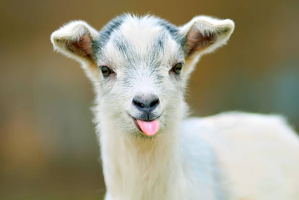 Goat Blank Meme Template