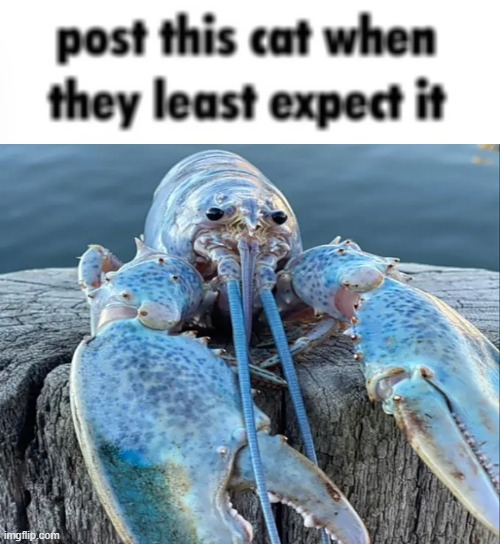 lobster | image tagged in lobster | made w/ Imgflip meme maker