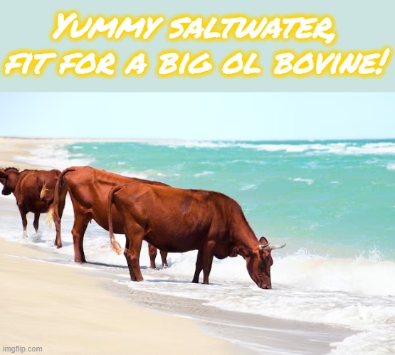 The cult of duh coo, and ocean zoo, made for the thirsty bovine, made for me, made for u! | Yummy saltwater, fit for a big ol bovine! | image tagged in memez,cows | made w/ Imgflip meme maker