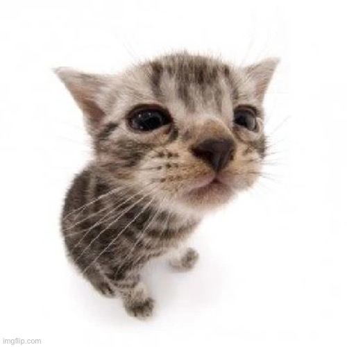 El gatito | image tagged in el gatito | made w/ Imgflip meme maker