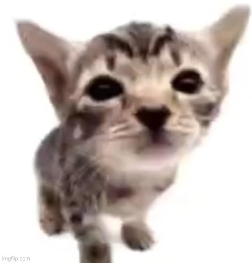 El gatito | image tagged in el gatito | made w/ Imgflip meme maker