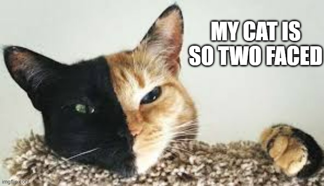 My cat is so two faced, it's not even funny. | MY CAT IS SO TWO FACED | image tagged in cats,funny,kittens,humor,play on words | made w/ Imgflip meme maker
