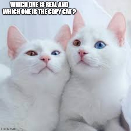 Which one is the real cat and which one is the copycat? | WHICH ONE IS REAL AND WHICH ONE IS THE COPY CAT ? | image tagged in cats,funny,kittens,play on words,humor | made w/ Imgflip meme maker