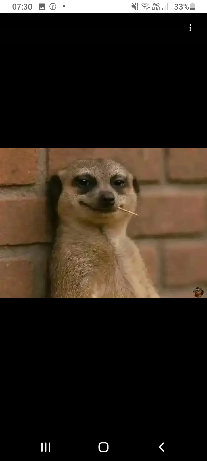 Funny meerkat Blank Meme Template
