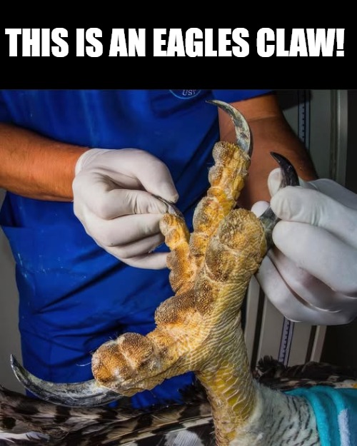 THIS IS AN EAGLES CLAW! | made w/ Imgflip meme maker