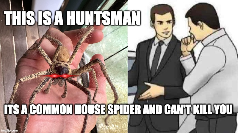 welcome to one of our friendliest spiders down under | THIS IS A HUNTSMAN; ITS A COMMON HOUSE SPIDER AND CAN'T KILL YOU | image tagged in memes,car salesman slaps roof of car | made w/ Imgflip meme maker