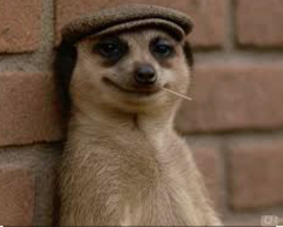 Meerkat Blank Meme Template