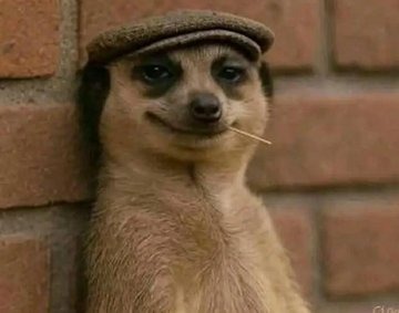 Us watching you try to run a business with a website or email Blank Meme Template
