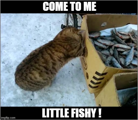 Stop ... Thief ! | COME TO ME; LITTLE FISHY ! | image tagged in cats,fish,thief | made w/ Imgflip meme maker