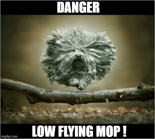 Hugarian Puli | DANGER; LOW FLYING MOP ! | image tagged in dogs,puli,mop | made w/ Imgflip meme maker
