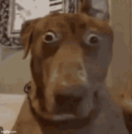 wtf | image tagged in wtf | made w/ Imgflip meme maker