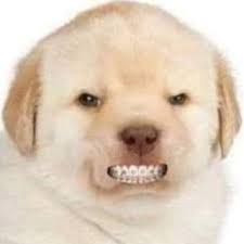 angry dog Blank Meme Template