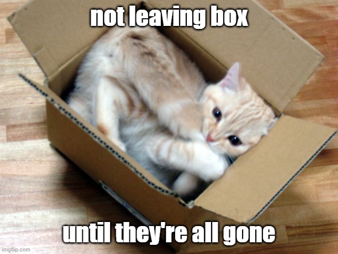 Cat in a Box | not leaving box until they're all gone | image tagged in cat in a box | made w/ Imgflip meme maker