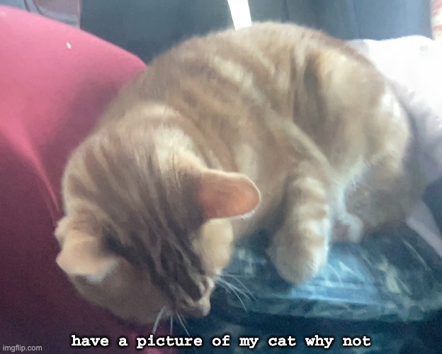 have a picture of my cat why not | made w/ Imgflip meme maker