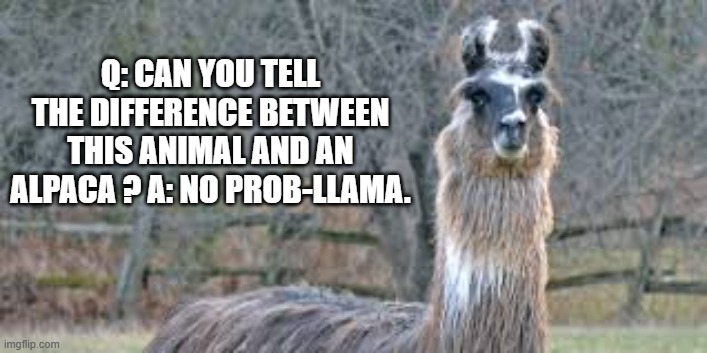 Can you tell the difference between this animal and an Alpaca? No prob-llama. | Q: CAN YOU TELL THE DIFFERENCE BETWEEN THIS ANIMAL AND AN ALPACA ? A: NO PROB-LLAMA. | image tagged in funny,llama,plaiy on words,humor,fun,difference | made w/ Imgflip meme maker