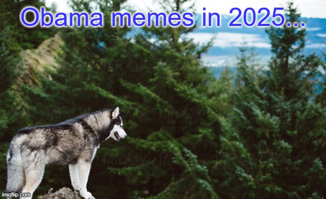 Right, cant, meme | Obama memes in 2025... | image tagged in husky | made w/ Imgflip meme maker