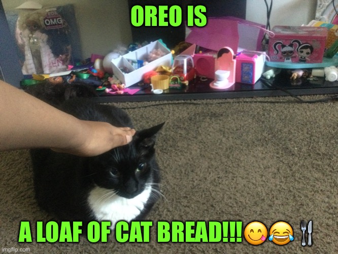 Oreo is bread cat!!! | OREO IS; A LOAF OF CAT BREAD!!!😋😂🍴 | image tagged in cats,funny memes,funny cat memes,funny cats,funny cat | made w/ Imgflip meme maker