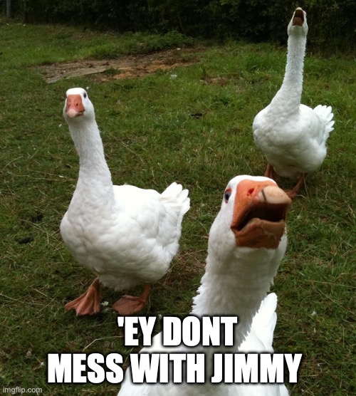 'EY DONT MESS WITH JIMMY | image tagged in gang of geese | made w/ Imgflip meme maker
