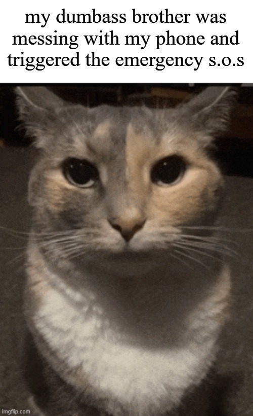 cat dead stare | my dumbass brother was messing with my phone and triggered the emergency s.o.s | image tagged in cat dead stare | made w/ Imgflip meme maker