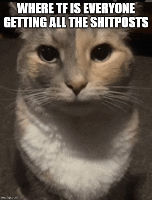 cat dead stare | WHERE TF IS EVERYONE GETTING ALL THE SHITPOSTS | image tagged in cat dead stare | made w/ Imgflip meme maker