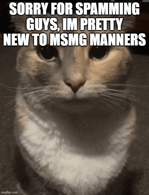 cat dead stare | SORRY FOR SPAMMING GUYS, IM PRETTY NEW TO MSMG MANNERS | image tagged in cat dead stare | made w/ Imgflip meme maker