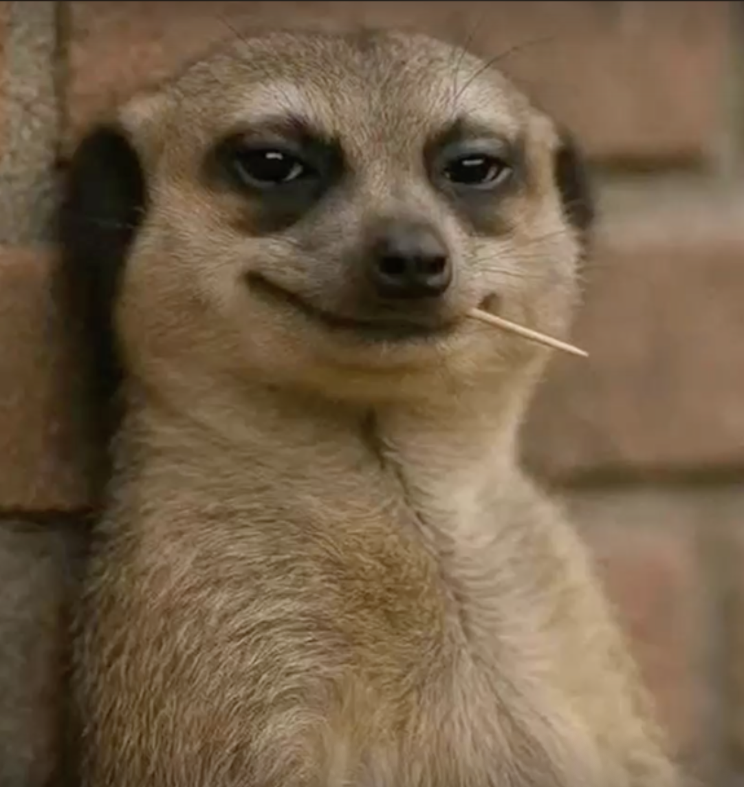 Meerkat Meme Blank Meme Template