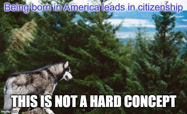Trump always makes stuff complicated | Being born in America leads in citizenship; THIS IS NOT A HARD CONCEPT | image tagged in husky | made w/ Imgflip meme maker