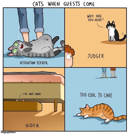 My cats run away and hide whenever anyone comes over… | image tagged in cats,comics,cat behavior | made w/ Imgflip meme maker
