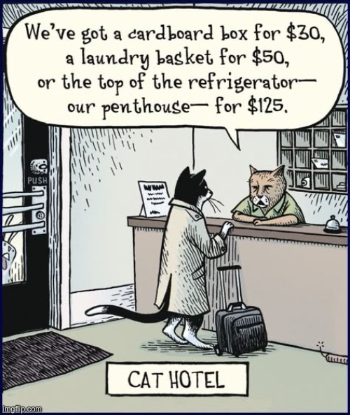 Those prices seem reasonable… | image tagged in cats,comics,bizarro comics,cat hotel | made w/ Imgflip meme maker