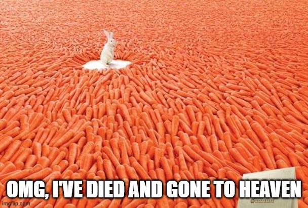 Carrots Everywhere | OMG, I'VE DIED AND GONE TO HEAVEN | image tagged in bunnies | made w/ Imgflip meme maker