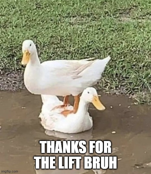 Lift | THANKS FOR THE LIFT BRUH | image tagged in ducks | made w/ Imgflip meme maker