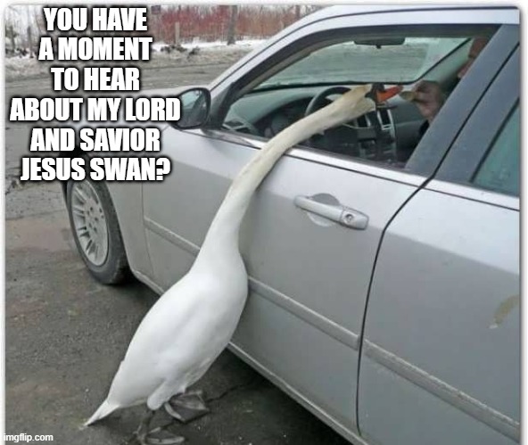 Swan Preach | YOU HAVE A MOMENT TO HEAR ABOUT MY LORD AND SAVIOR JESUS SWAN? | image tagged in ducks | made w/ Imgflip meme maker