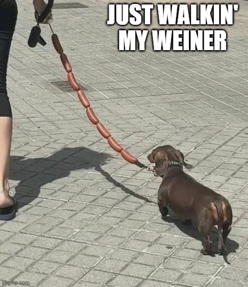 Weiner Walk | JUST WALKIN' MY WEINER | image tagged in dogs | made w/ Imgflip meme maker